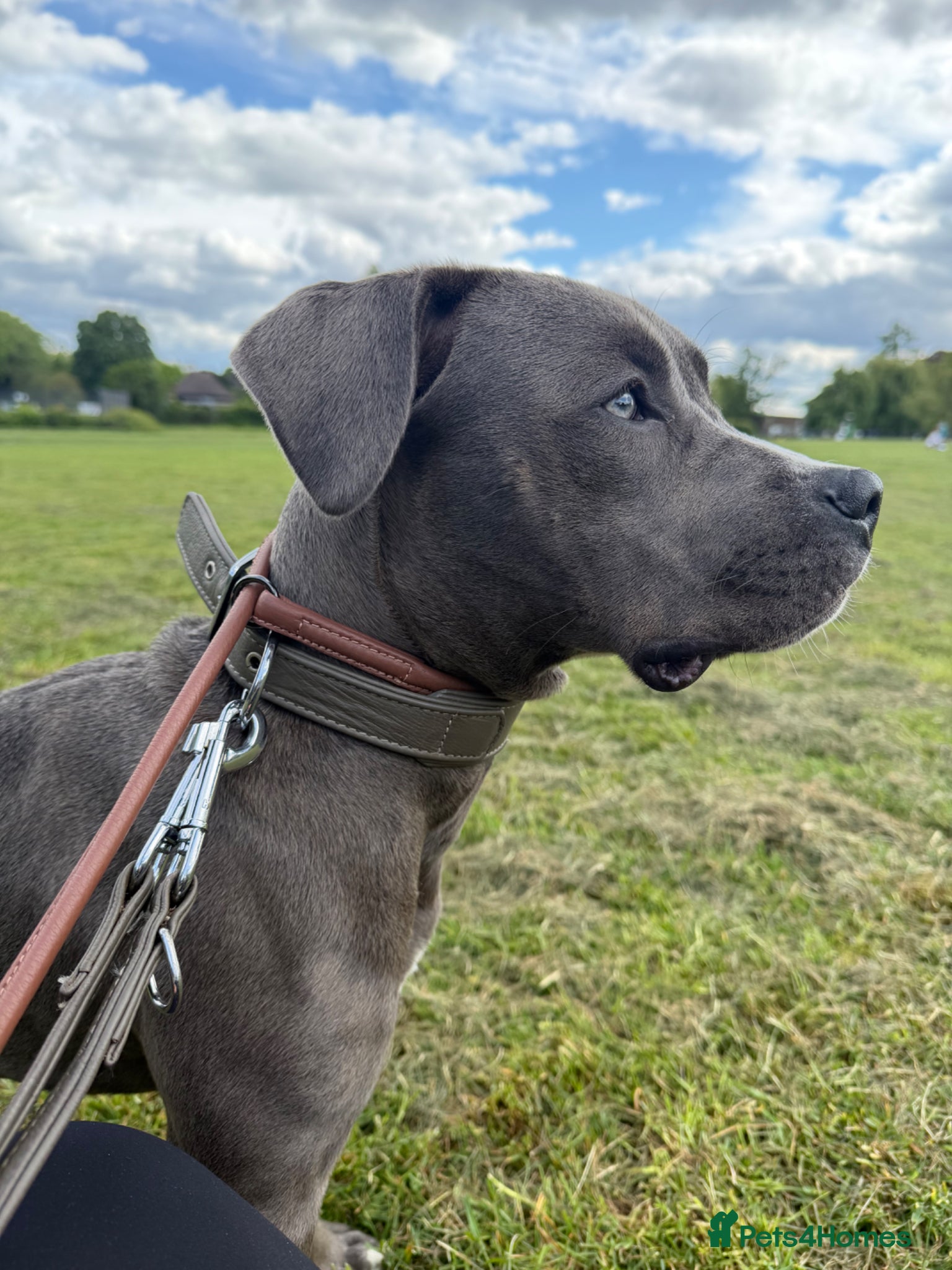 American Bull Staffy dogs for sale: Uma - staffy mix in London - Advert 2