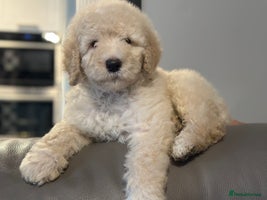 Mixed Breed dogs F1B SAINTBERNADOODLE NOVA 1295 B/W GIRL - Advert 15