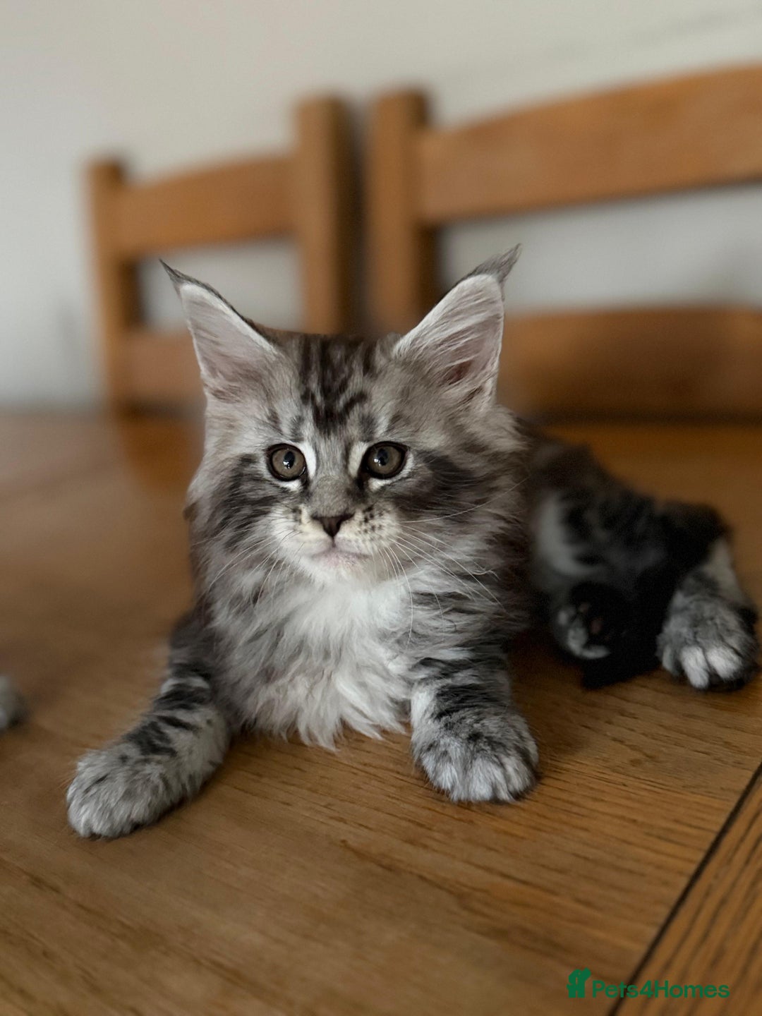 Maine Coon cats for sale: TICA registered Maine Coon kittens - Advert 6