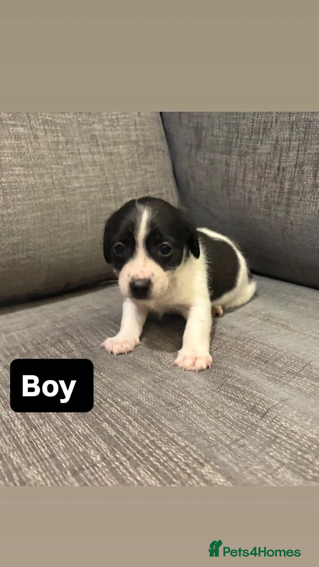 Mixed Breed dogs for sale: Jack Russel terriers  - Advert 2