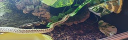 Python Snake reptiles for sale: CB25 Female Dwarf Hypo Python & Setup - Advert 11