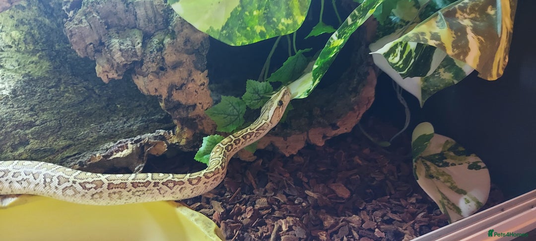 Python Snake reptiles for sale: CB25 Female Dwarf Hypo Python & Setup - Advert 11