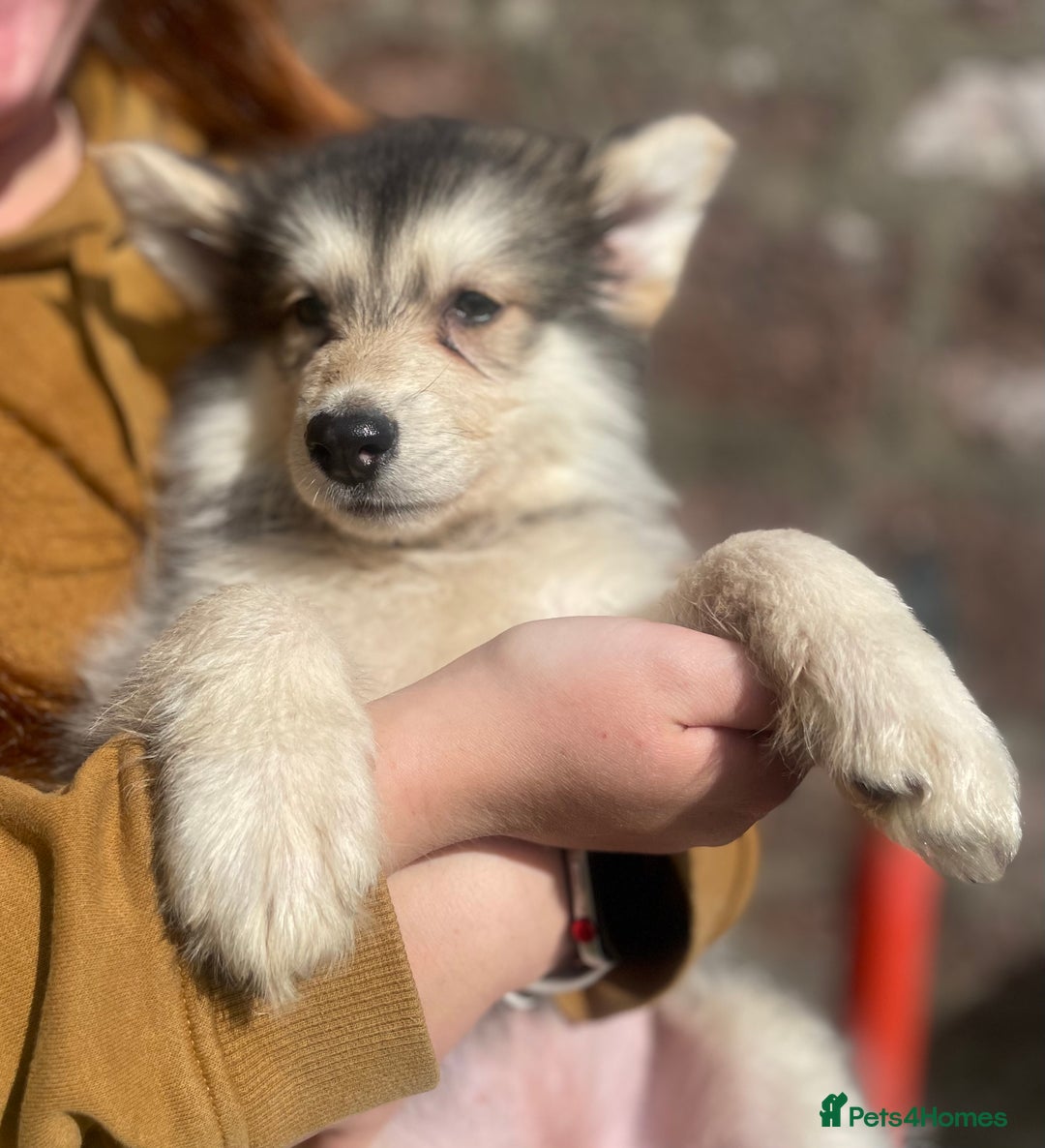 Mixed Breed dogs for sale: German Shepherd cross Malamute Puppies Ready Now  - Image 1