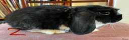 Mini Lop rabbits for sale: Lovely Mini Lop Babies - Advert 6