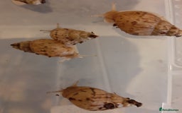 Snails invertebrates for sale: Achatina fulica (Giant African Land Snails) - Image 6