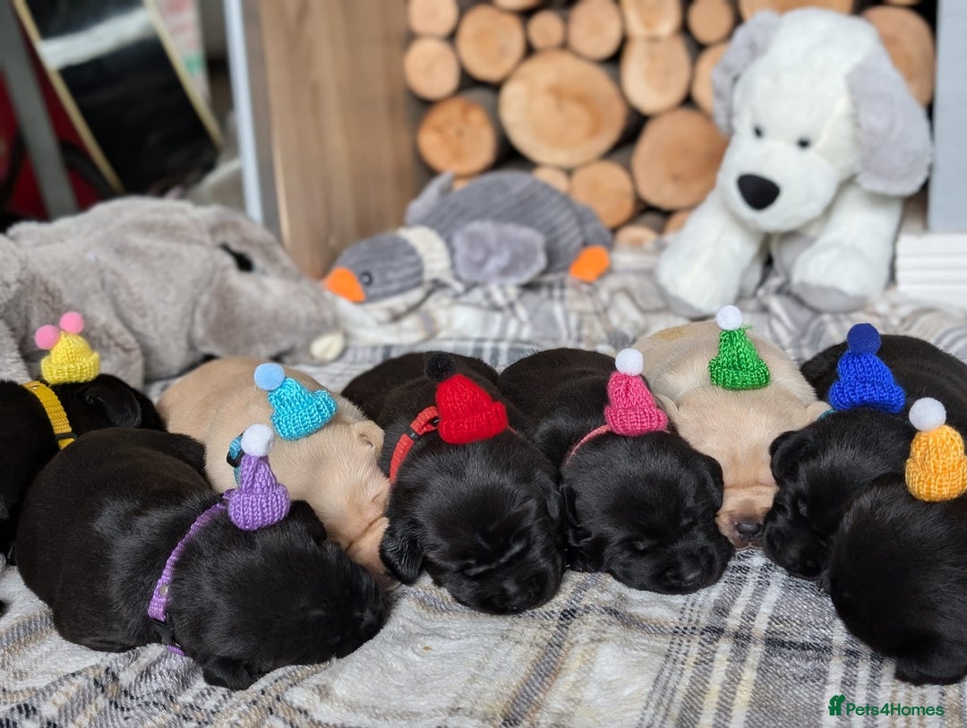 Labrador Retriever dogs for sale: Stunning labrador puppies from good working lines - Advert 23