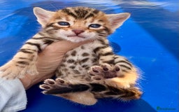 Keetso cats for sale: Stunning golden keetsos  - Image 21