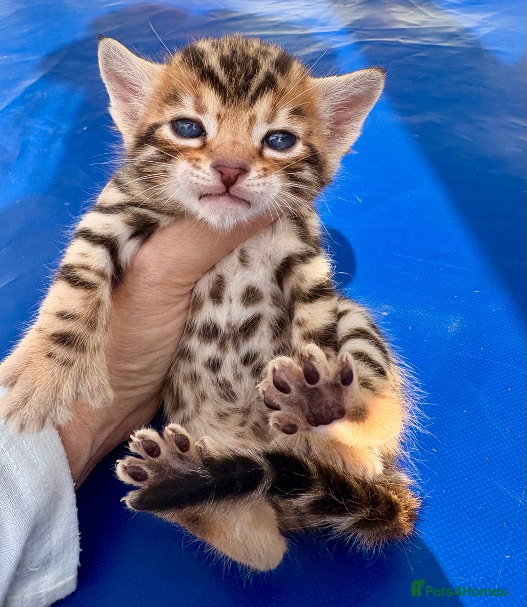 Keetso cats for sale: Stunning golden keetsos  - Image 21