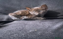 Bombay cats for sale: kitten for sale - Image 5
