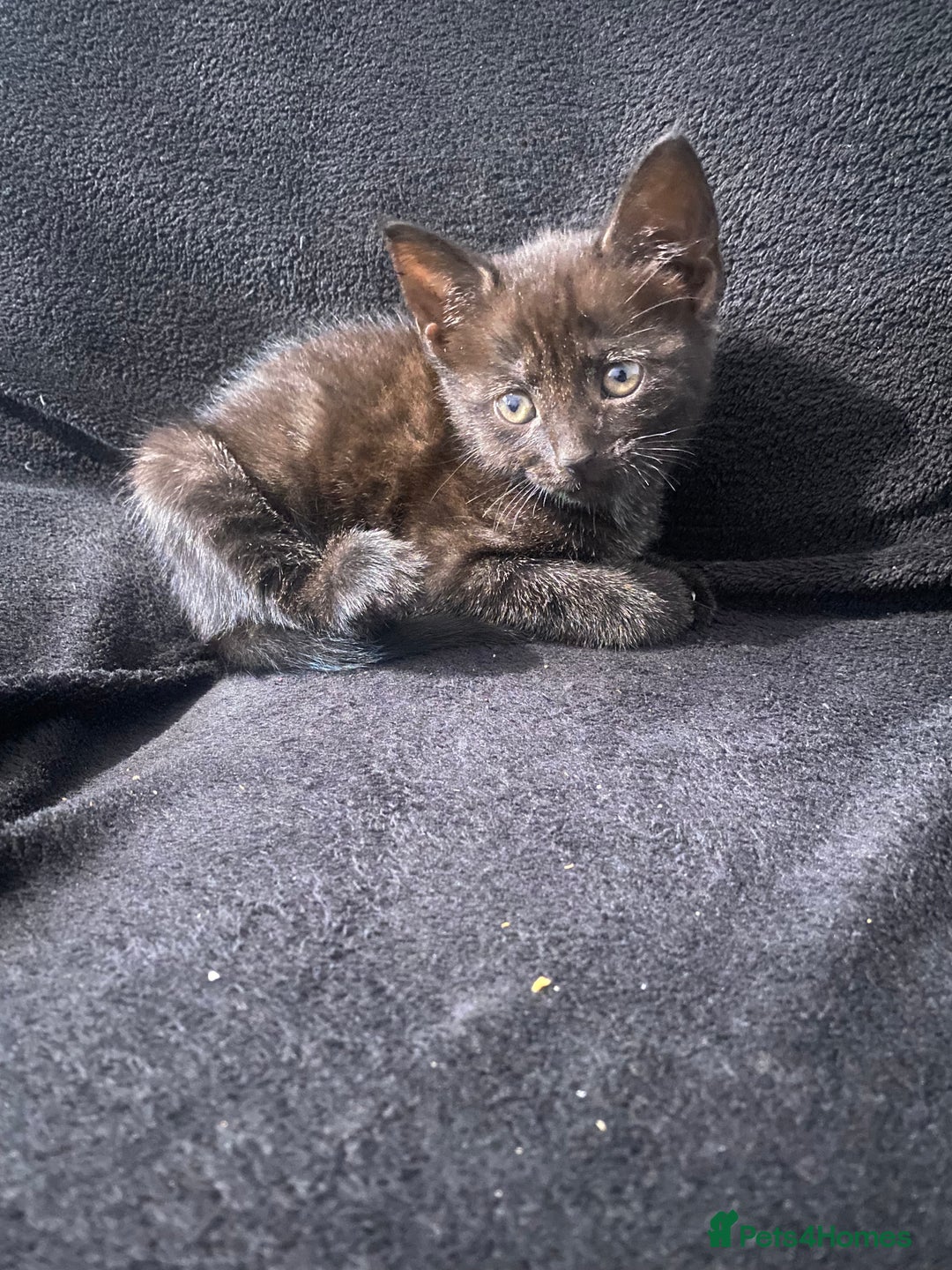 Bombay cats for sale: kitten for sale - Image 5