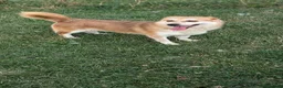 Mixed Breed dogs for adoption: Malika for adoption!  in Bedford - Advert 3