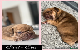 English Bulldog dogs for sale: KC REGISTERED ENGLISH BULLDOG PUPPY FOR SALE - Image 3