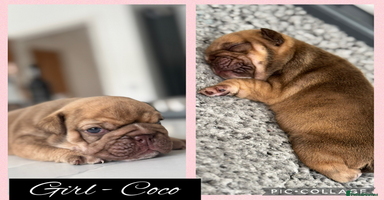 English Bulldog dogs - Advert 5