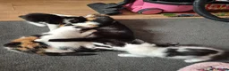 Mixed Breed cats for sale: Female kitten for sale  - Advert 5