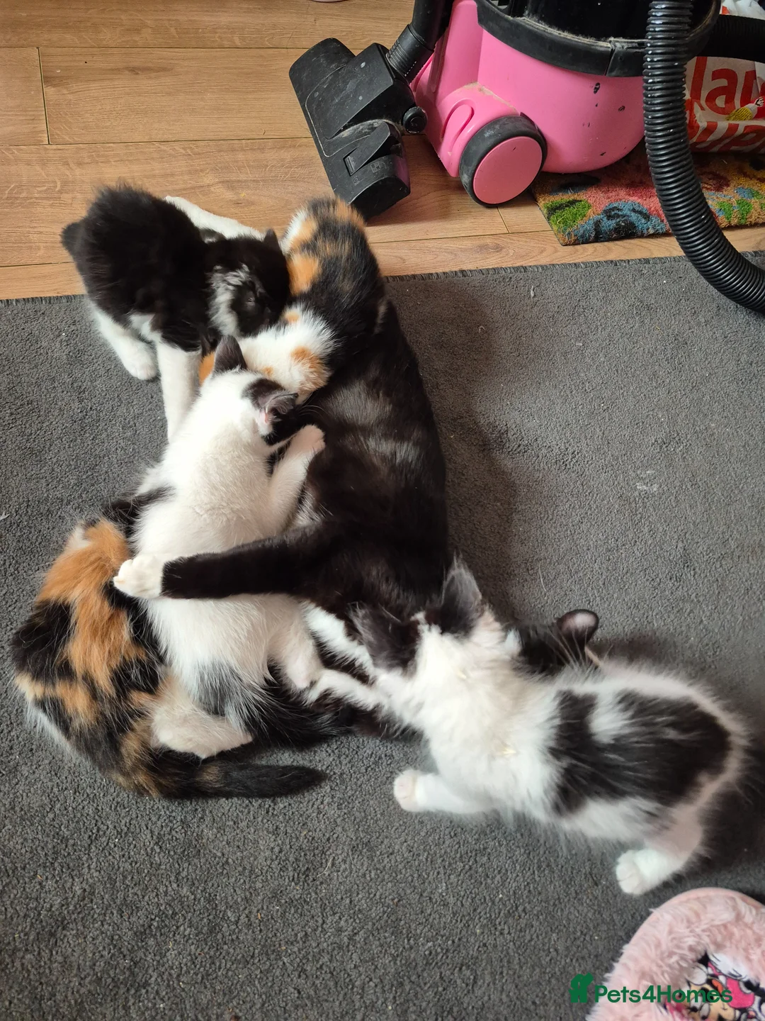Mixed Breed cats for sale: Female kitten for sale  - Advert 5