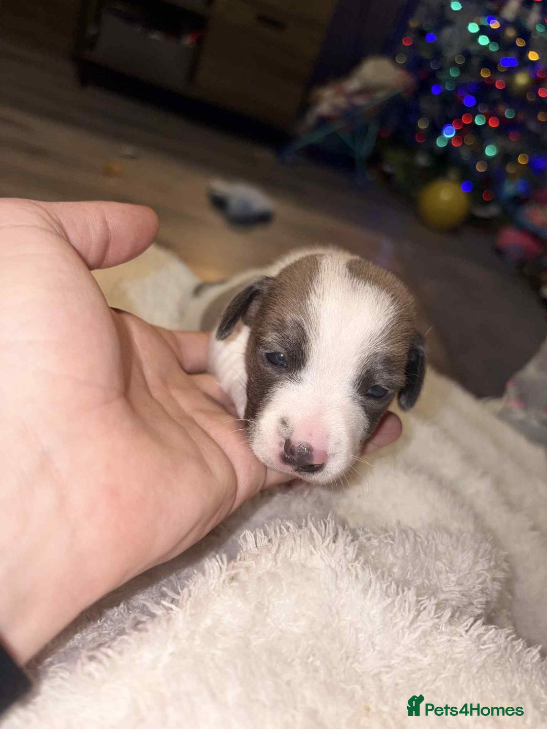 Jack Russell dogs for sale: 4 left!!! Blue/red tri JR puppies  - Advert 23