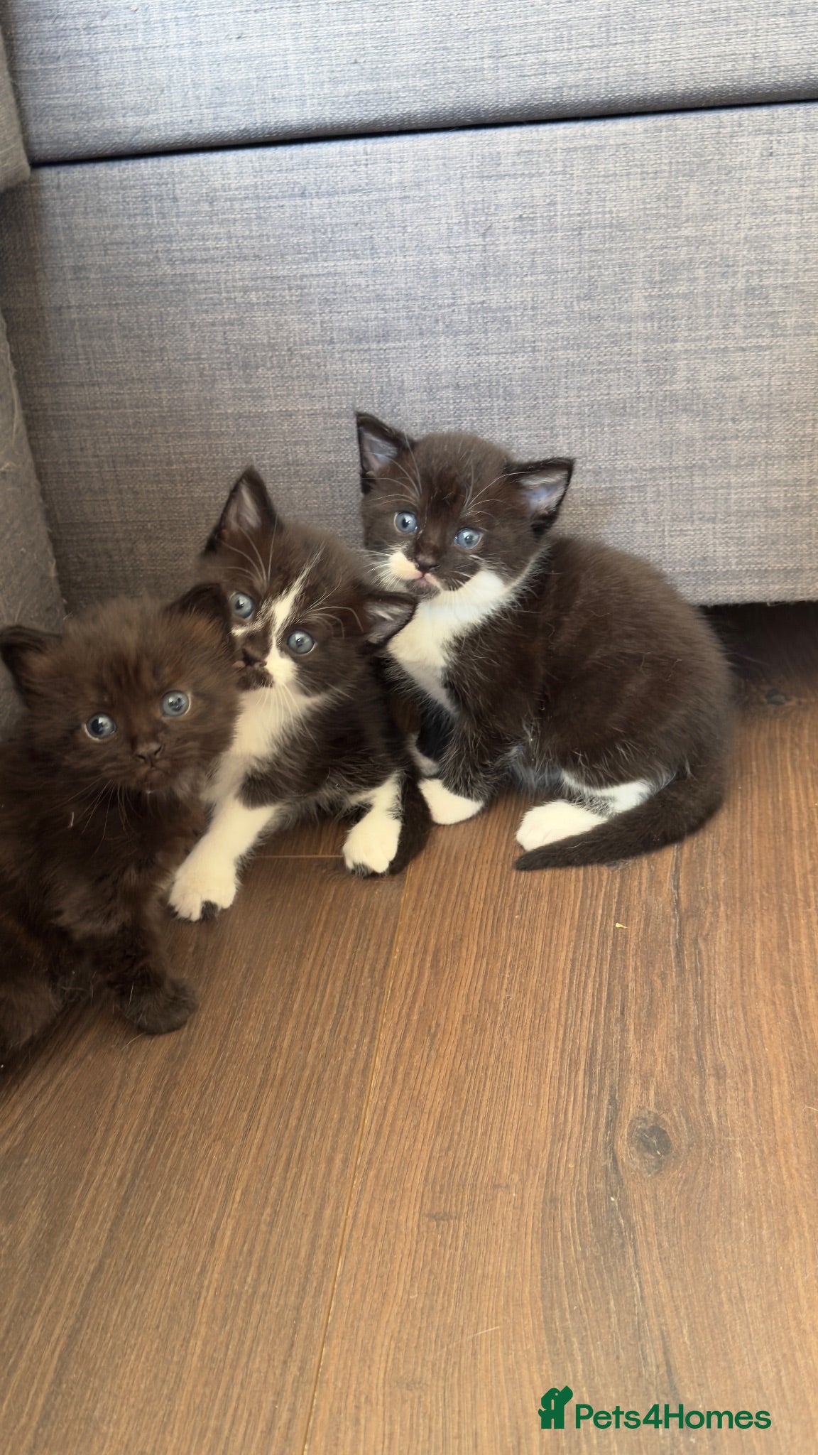 Mixed Breed cats 4 beautiful kittens - Advert 1