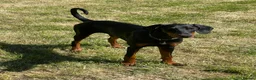 Dobermann dogs for sale: Female Doberman 6 months old in Sturminster Newton - Advert 4
