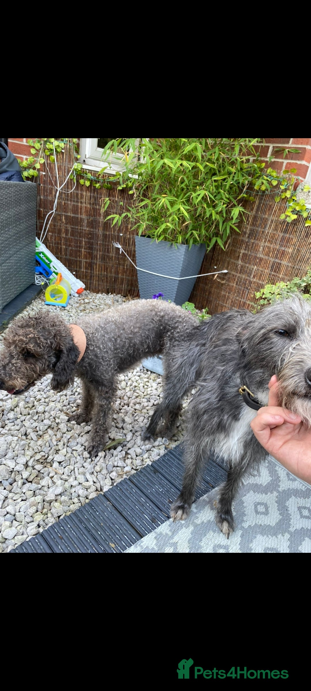 Bedlington Terrier dogs for stud: Bedlington for stud  in Chesterfield - Image 7