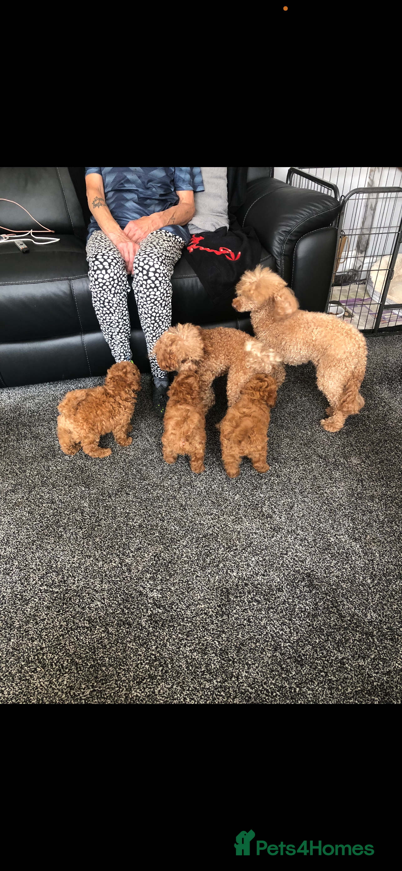 Toy Poodle dogs Last 2 left boys. X Stunning DEEP RED Toy Poodles  - Advert 11