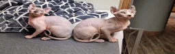 Sphynx cats for sale: Amazing Sphynx & Elf Kittens  - Advert 20