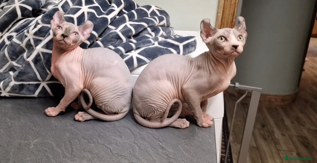 Sphynx cats for sale: Amazing Sphynx & Elf Kittens  - Advert 20