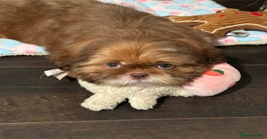 Shih Tzu dogs - Advert 8