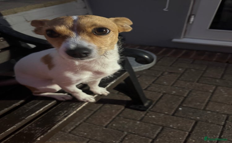 Mixed Breed dogs - Advert 1