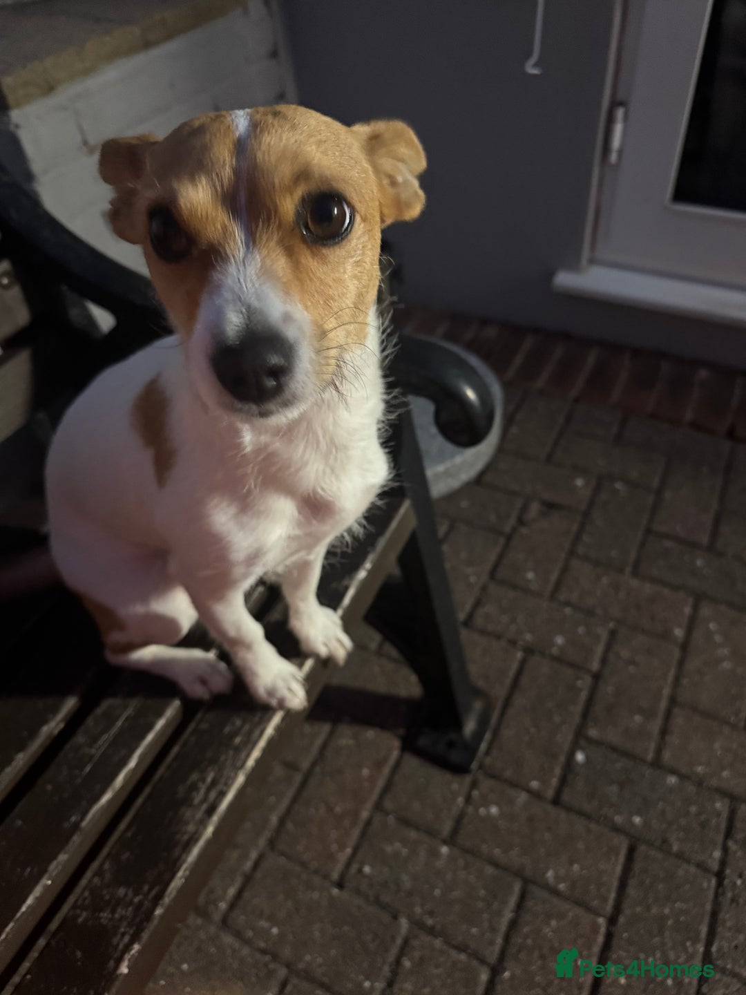 Mixed Breed dogs for sale: Jack Russel x chihuahua - Image 1