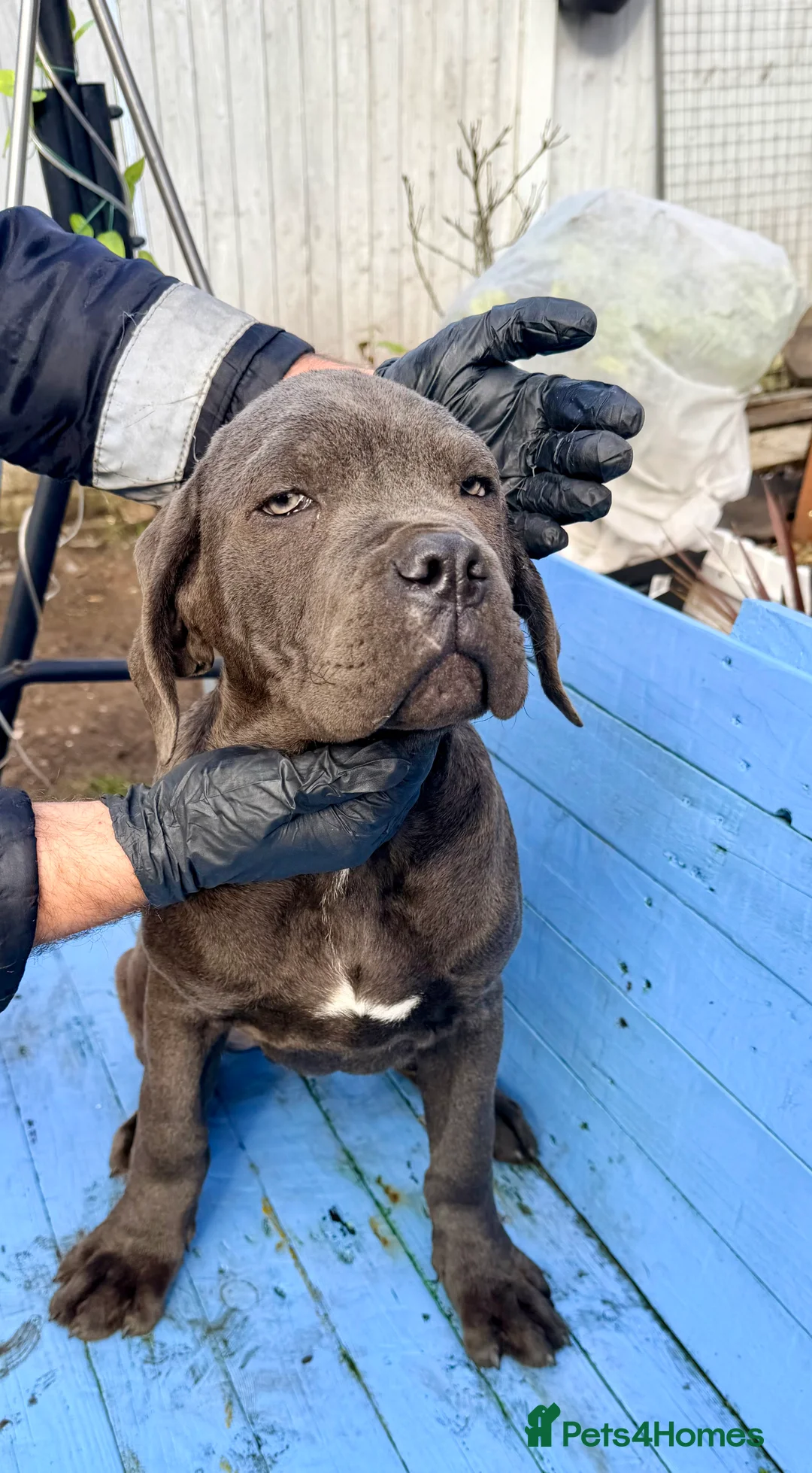 Cane Corso dogs for sale: Beautiful Cane Corso puppies available - Advert 2