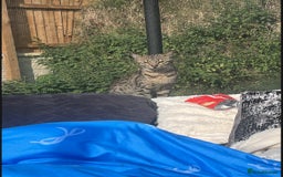 Savannah cats for sale: 1 full breed savannah girl left black  - Image 6