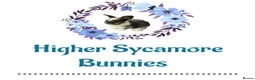 Lionhead rabbits for sale: Lionhead Bunnies - Advert 1