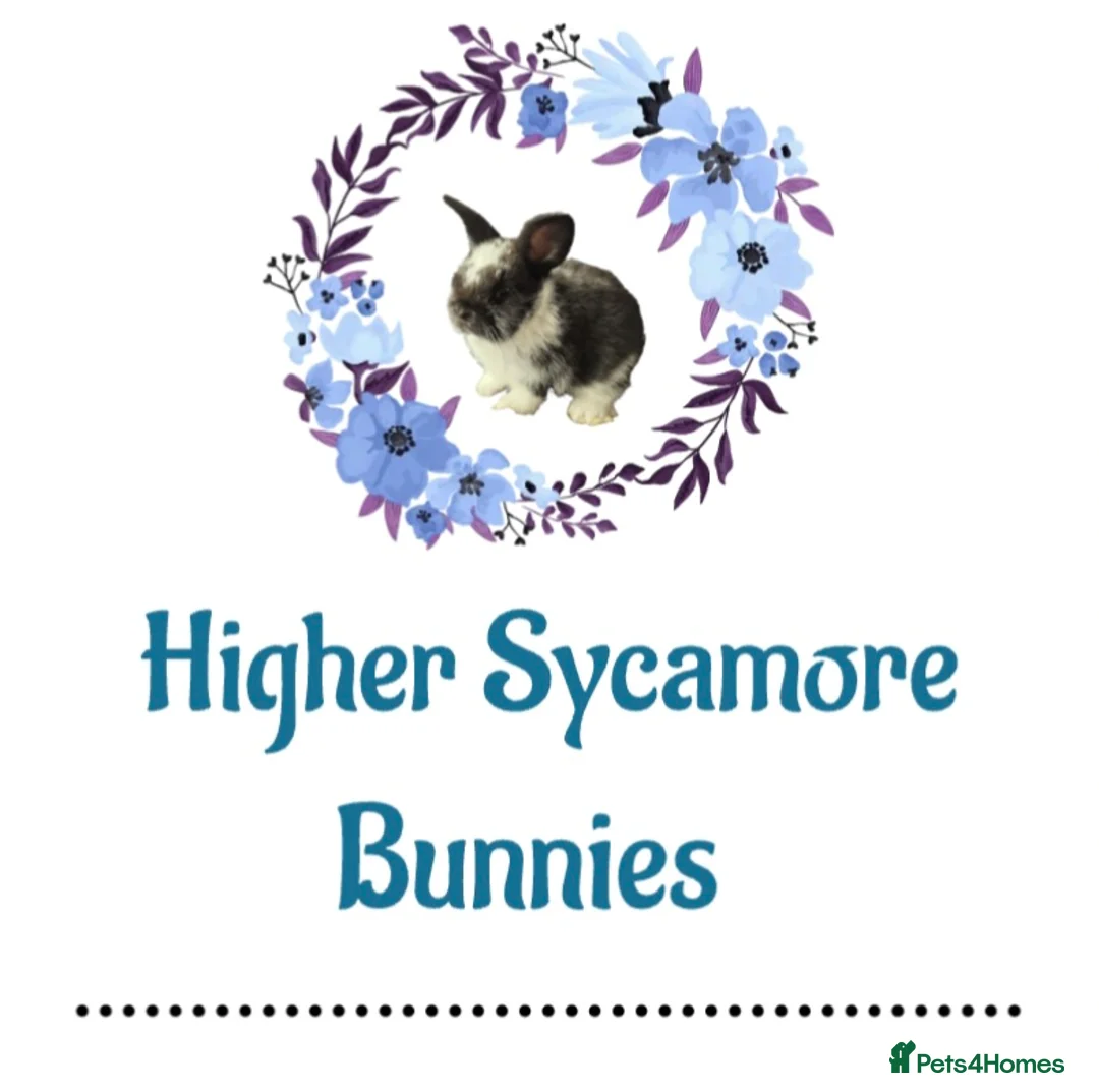 Lionhead rabbits for sale: Lionhead Bunnies - Advert 1