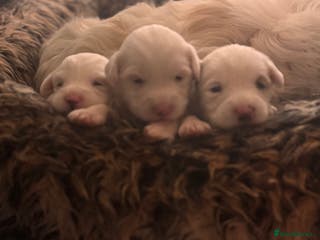 Tibetan Terrier dogs Tibetan Terrier puppies for sale - Advert 1
