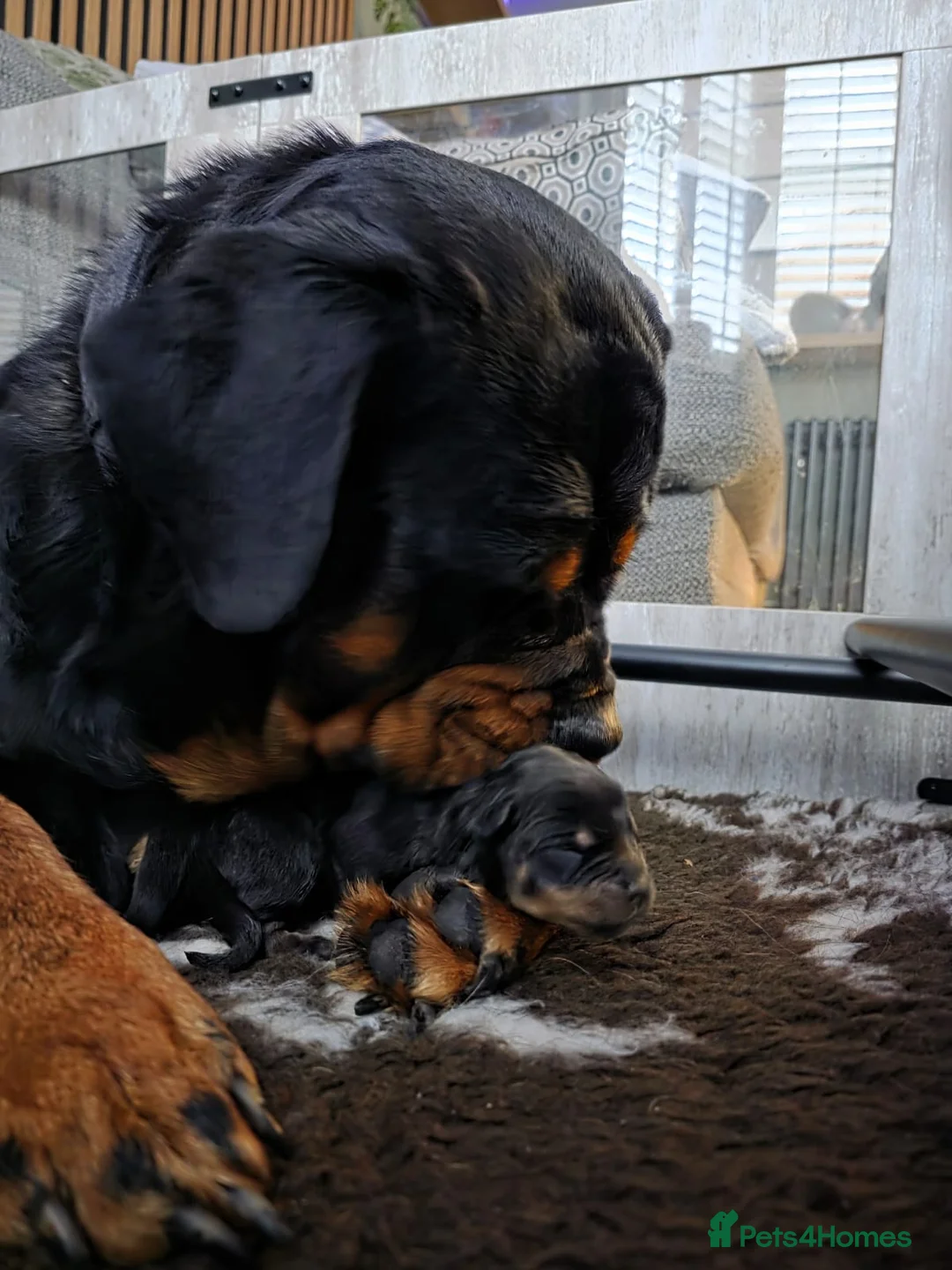 Rottweiler dogs for sale: Stunning chunky Rottweiler puppies  - Advert 28