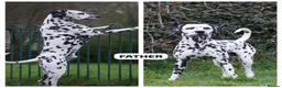 Dalmatian dogs for sale: KC Reg Dalmatian Puppies Black & Liver Ready Now - Advert 22