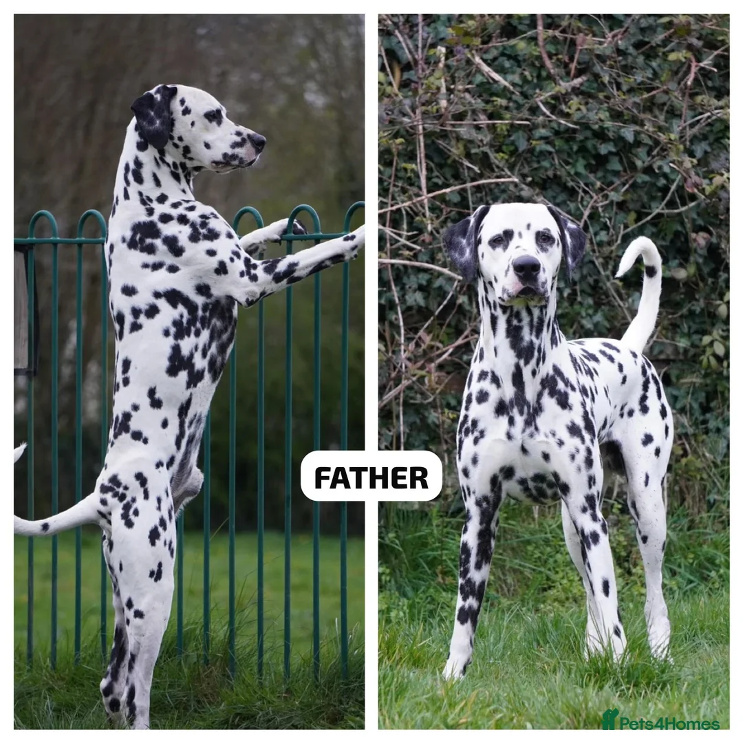 Dalmatian dogs for sale: KC Reg Dalmatian Puppies Black & Liver Ready Now - Advert 22