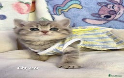 British Shorthair cats for sale: Pure Pedigree British Shorthair  - Image 4