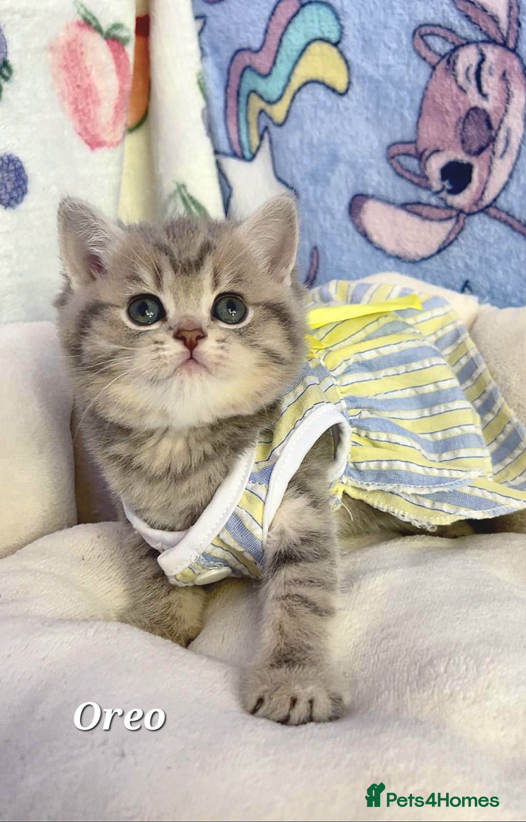 British Shorthair cats for sale: Pure Pedigree British Shorthair  - Image 4