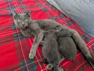 Russian Blue cats 2 female russian blue kittens - Advert 11