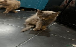 Ragdoll cats for sale: Kittens for sale  - Image 5