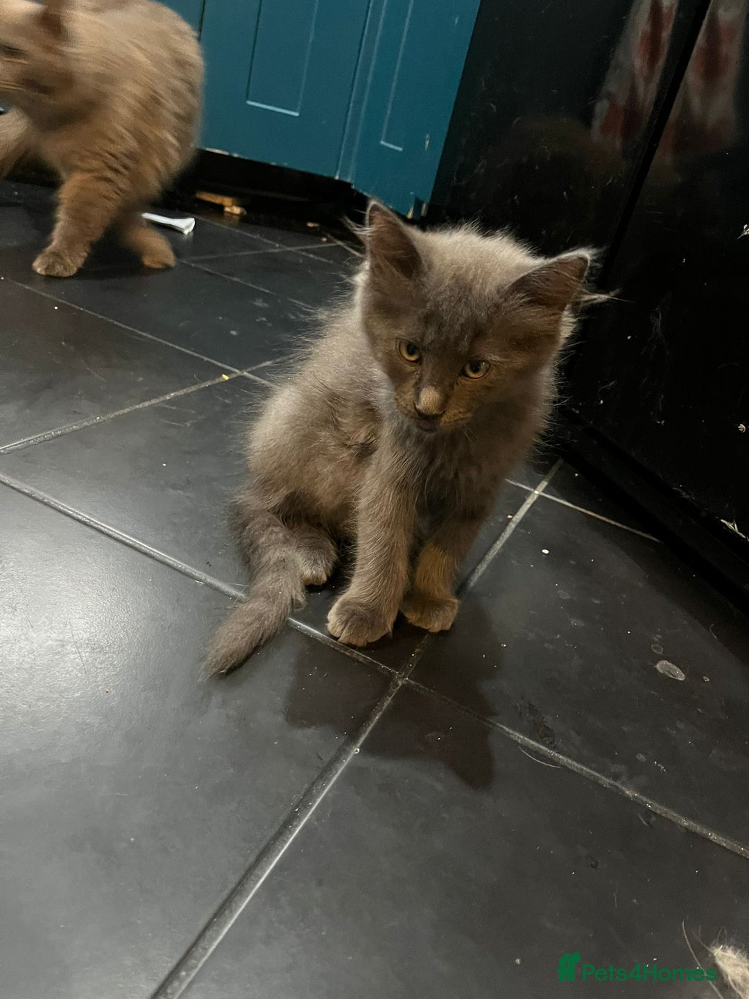 Ragdoll cats for sale: Kittens for sale  - Image 5