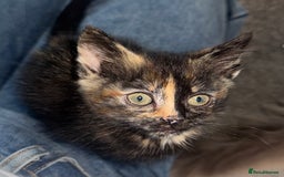 Mixed Breed cats for sale: Tortoise female kitten in Leeds - Image 1