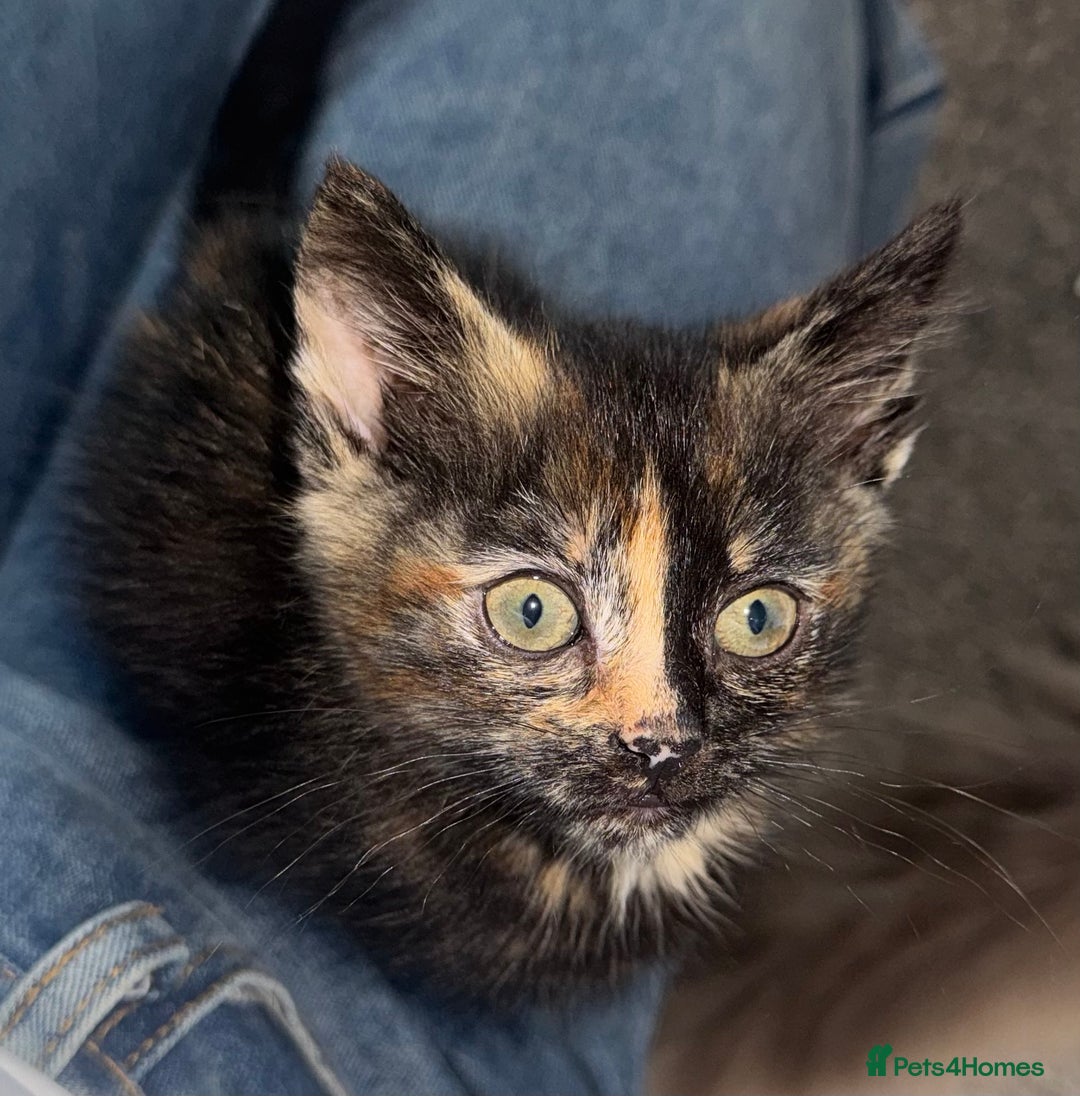 Mixed Breed cats for sale: Tortoise female kitten in Leeds - Image 1
