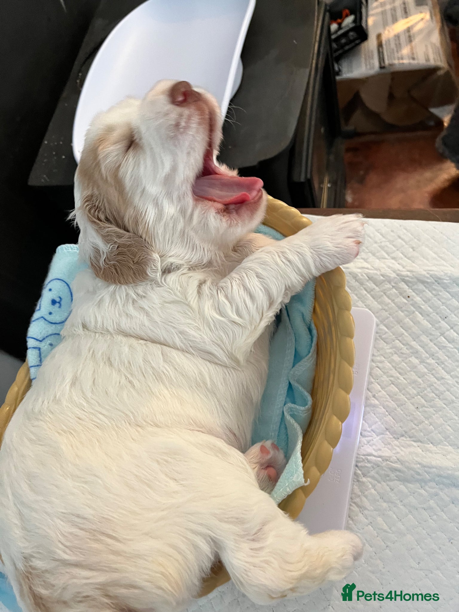 Clumber Spaniel dogs Clumber spaniel puppies for sale - Advert 1