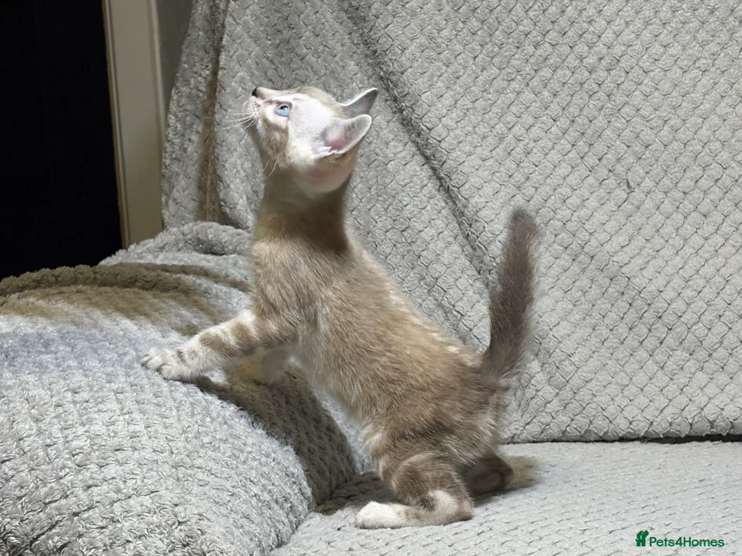 Bengal cats for sale: Bengal tiger kittens  - Advert 9