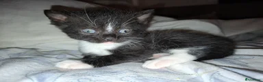 British Shorthair 5