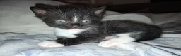 British Shorthair cats for sale: British Shorthair cross kittens Tabby Black/white - Advert 14