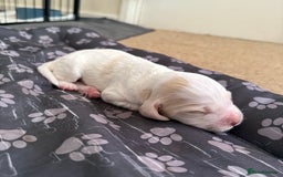 Cocker Spaniel dogs for sale: 2 Gorgeous male White+Lemon Cocker Spaniel Puppies - Image 12