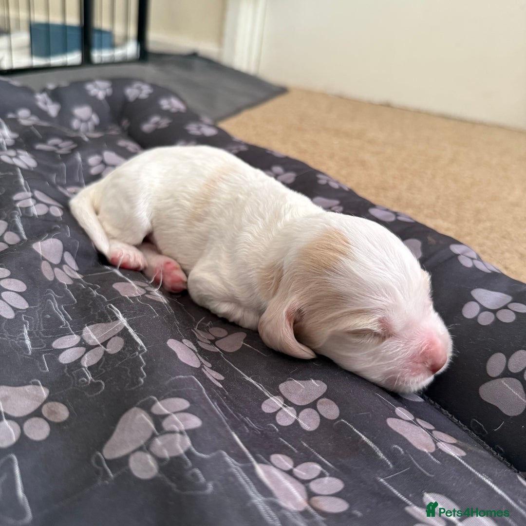 Cocker Spaniel dogs for sale: 2 Gorgeous male White+Lemon Cocker Spaniel Puppies - Image 12